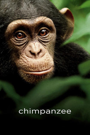 Chimpanzee